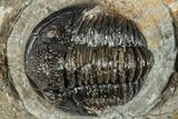 Curled Gerastos Trilobite Fossil - Morocco #277631-2